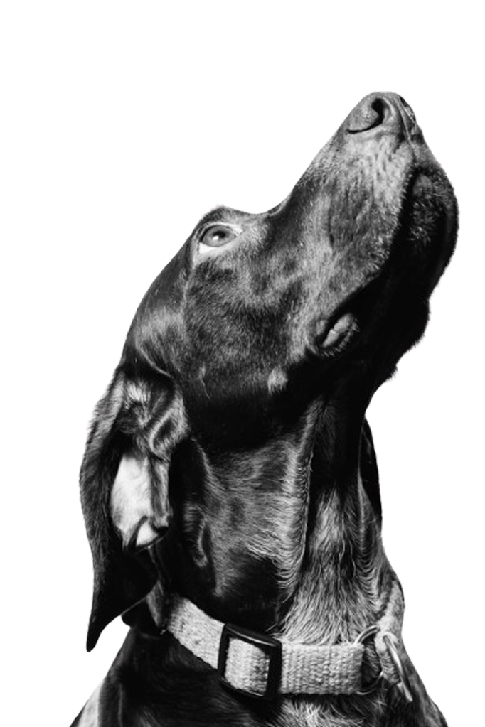 Chien noir levant la tête, photo en noir et blanc